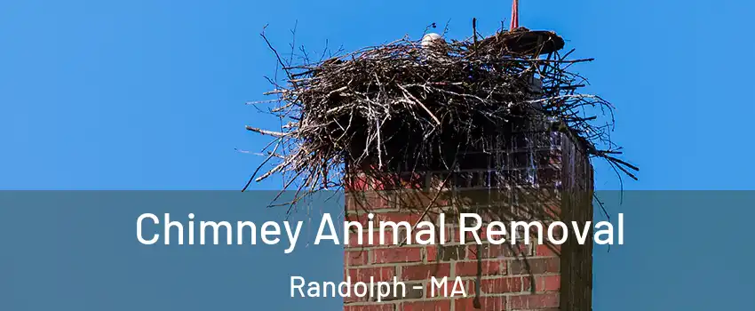  Chimney Animal Removal Randolph - MA