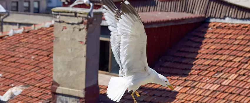 Residential Chimney Animal Removal Solution in Randolph, MA