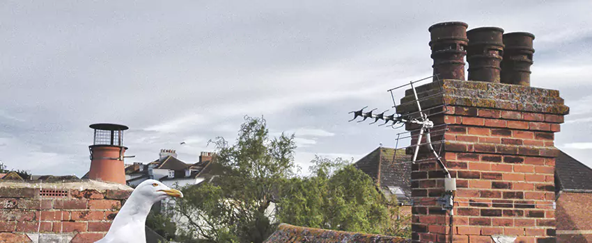 Chimney Cleaning And Restoration in Randolph, Massachusetts